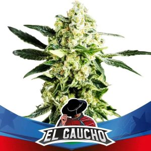 semillas el gaucho x7 star players bsf seeds