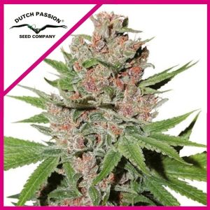 Semillas passion fruit x3 fem - dutch passion