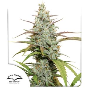 Semillas mokum’s tulip x3 fem - dutch passion