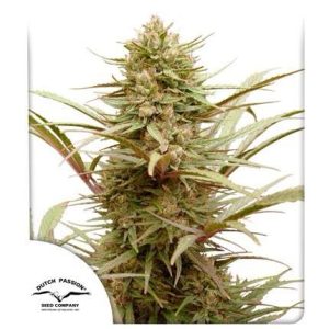 Semillas compassion cbd fem x3 - dutch passion