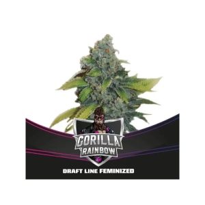 Semillas Gorilla rainbow x4 fem - bsf