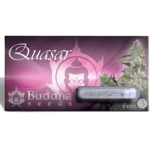 Semillas quasar x3+1 fem - buddha seeds